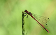 Large Red Damsel (Pyrrhosoma nymphula)